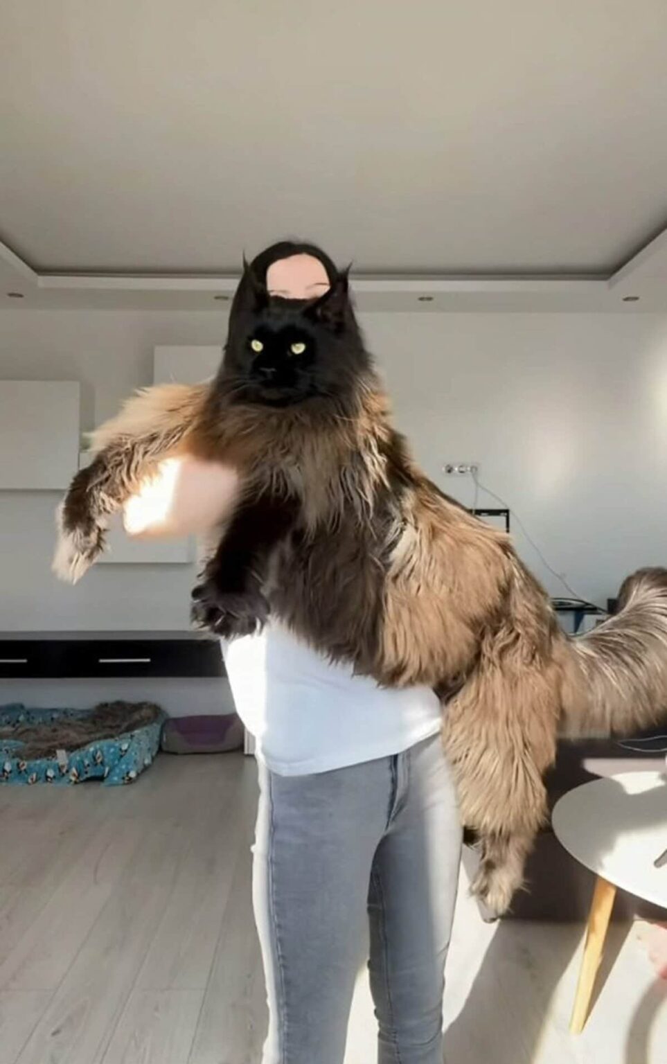 【1ページ目】モルドバの〝世界一〟大きい猫がＳＮＳで人気 体長１３０センチ、体重１３キロ