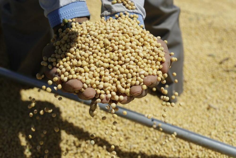 ブラジルの大豆輸出、４月は３・９％増　中国が最大の輸出先　写真1枚　国際ニュース：AFPBB News