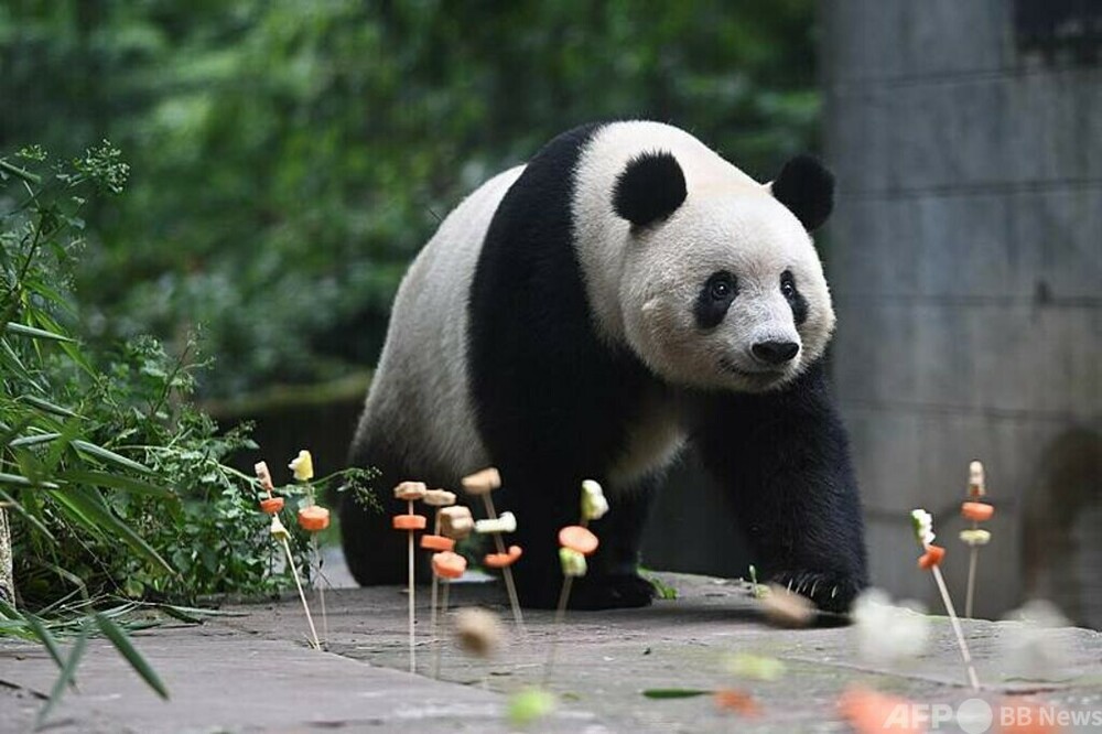 中国と日本 パンダの新規貸与に関する協力に向け頻繁な意思疎通　写真1枚　国際ニュース：AFPBB News