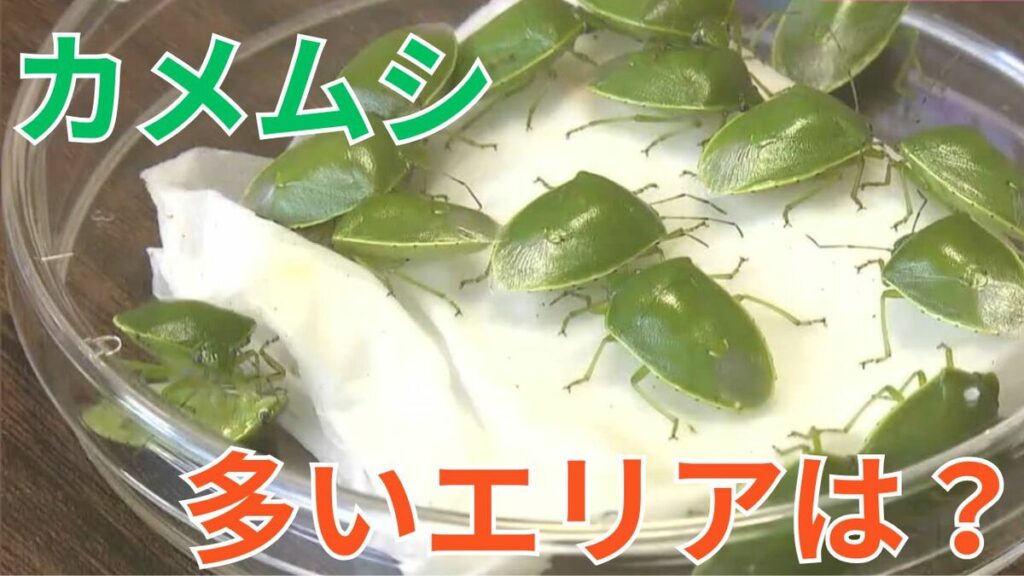 これから「カメムシが多そうなのは…」農水省が3地方を発表 遭遇したら...手軽で便利な「捕獲器」の作り方教えます - TBS NEWS DIG