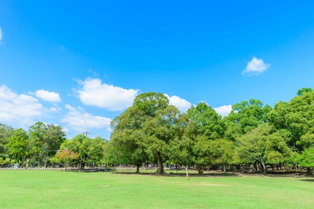 山形県で見つけた「トトロそっくりの木」が話題　「ジブリファンも納得のフォルム」に驚きの声 | LIMO | くらしとお金の経済メディア