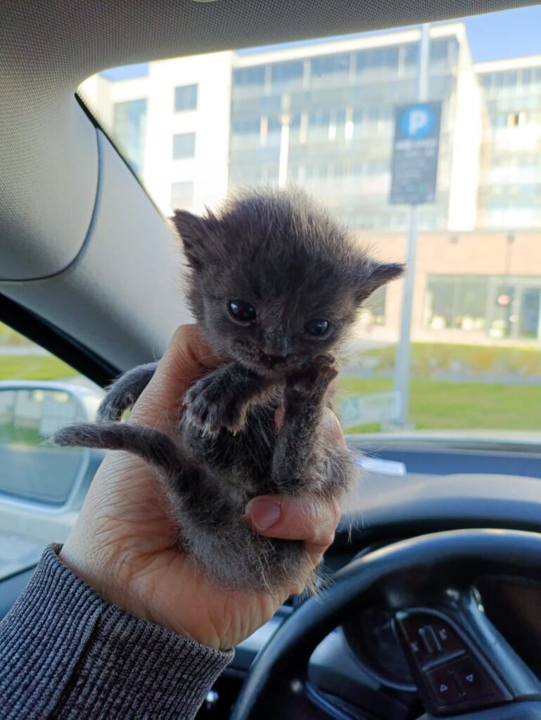 森林放棄された生命 - 脅威のある子猫 - 子猫の助けの救助物語