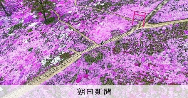 ドローンで見たシバザクラ、国内最大級の波打つピンクの斜面 北海道