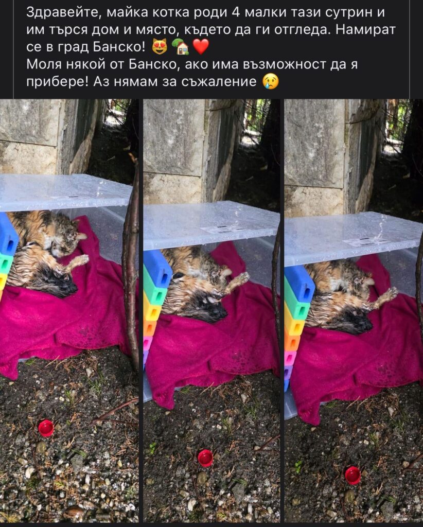 バンスコ