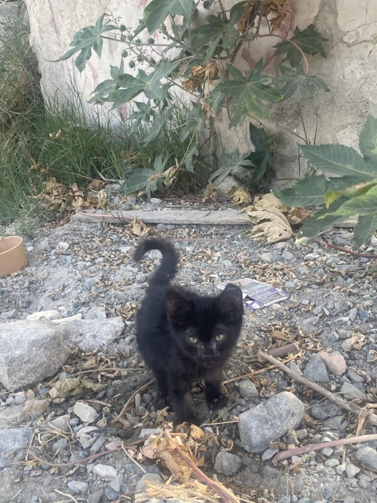 ラルナカの猫愛好家は喜んで助けようとしますか？