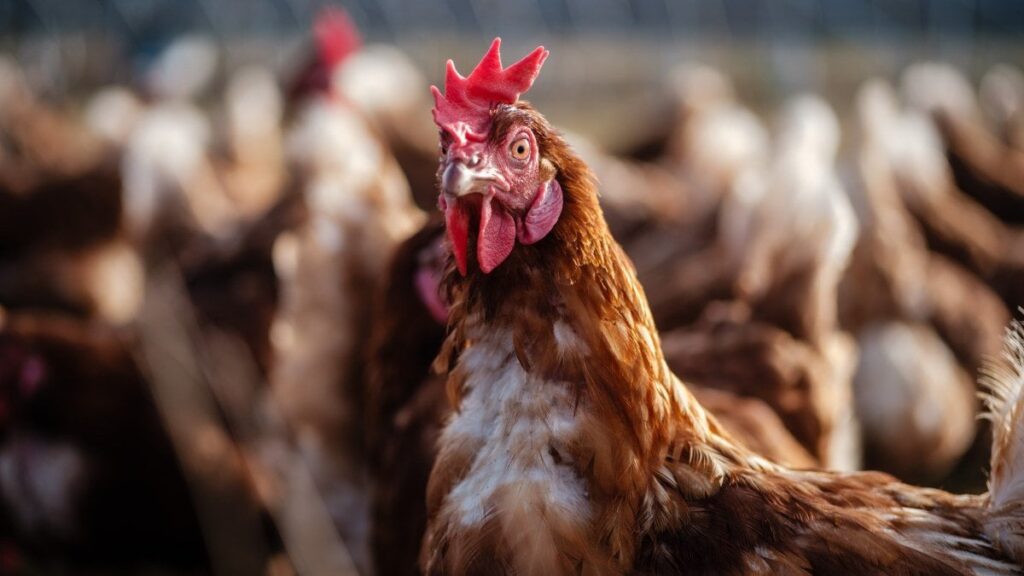 鶏肉からジャガイモまで、イギリスはそれ自身の食べ物からあまり成長することはありません