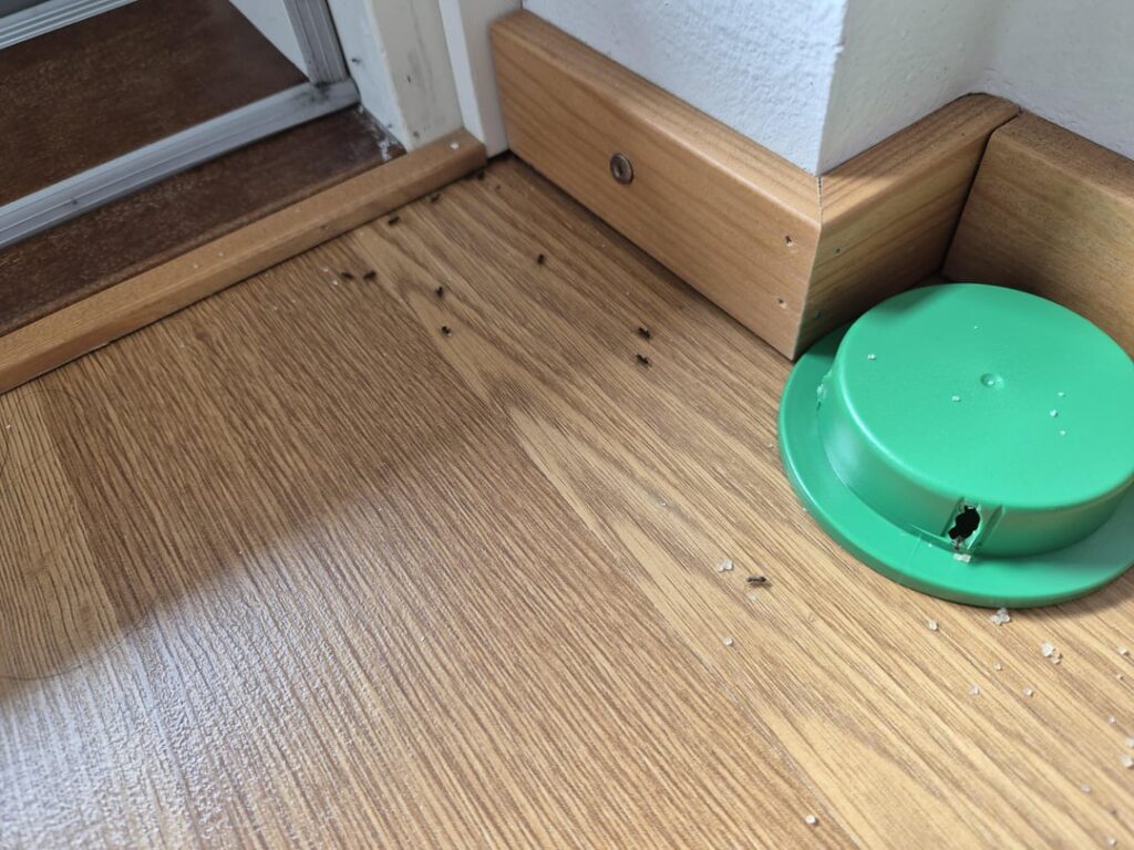 黒いアリを取り除く方法は？