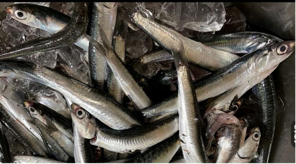 シラスが"獲り放題"になっている…魚が獲れないのを海のせいにする日本のヤバさ ― 資源量も漁獲量もほぼすべての魚種で減り続ける日本