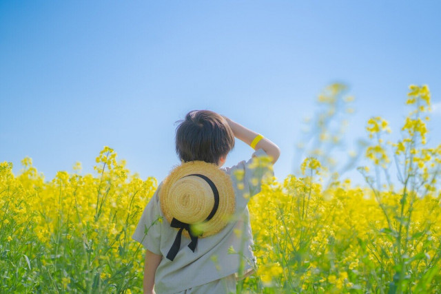 北海道滝川市に「幸せ色の黄色い絨毯」が出現 日本有数157ヘクタールの菜の花畑が見頃に(ＳＯＤＡＮＥ) - goo ニュース