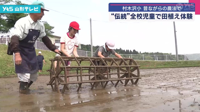 全校児童で田植え体験 昔ながらの農法で 山形市(山形県)