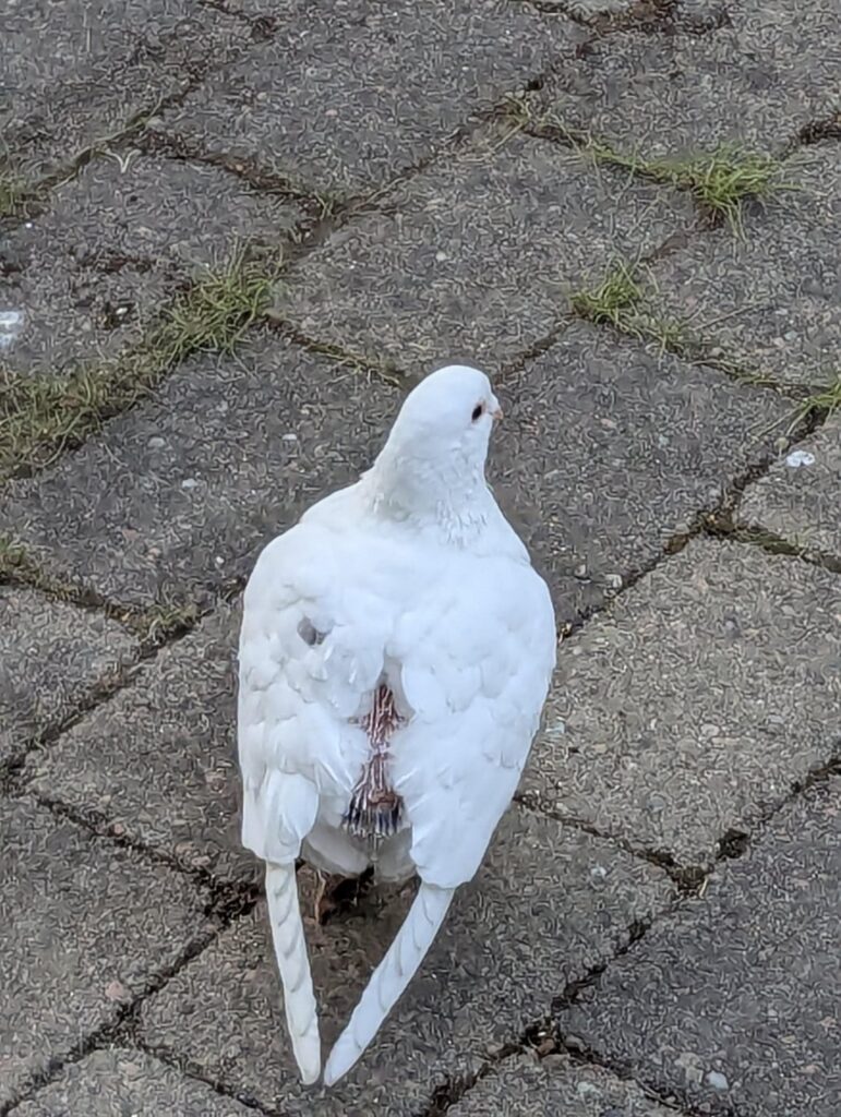 鳴った鳥の助け