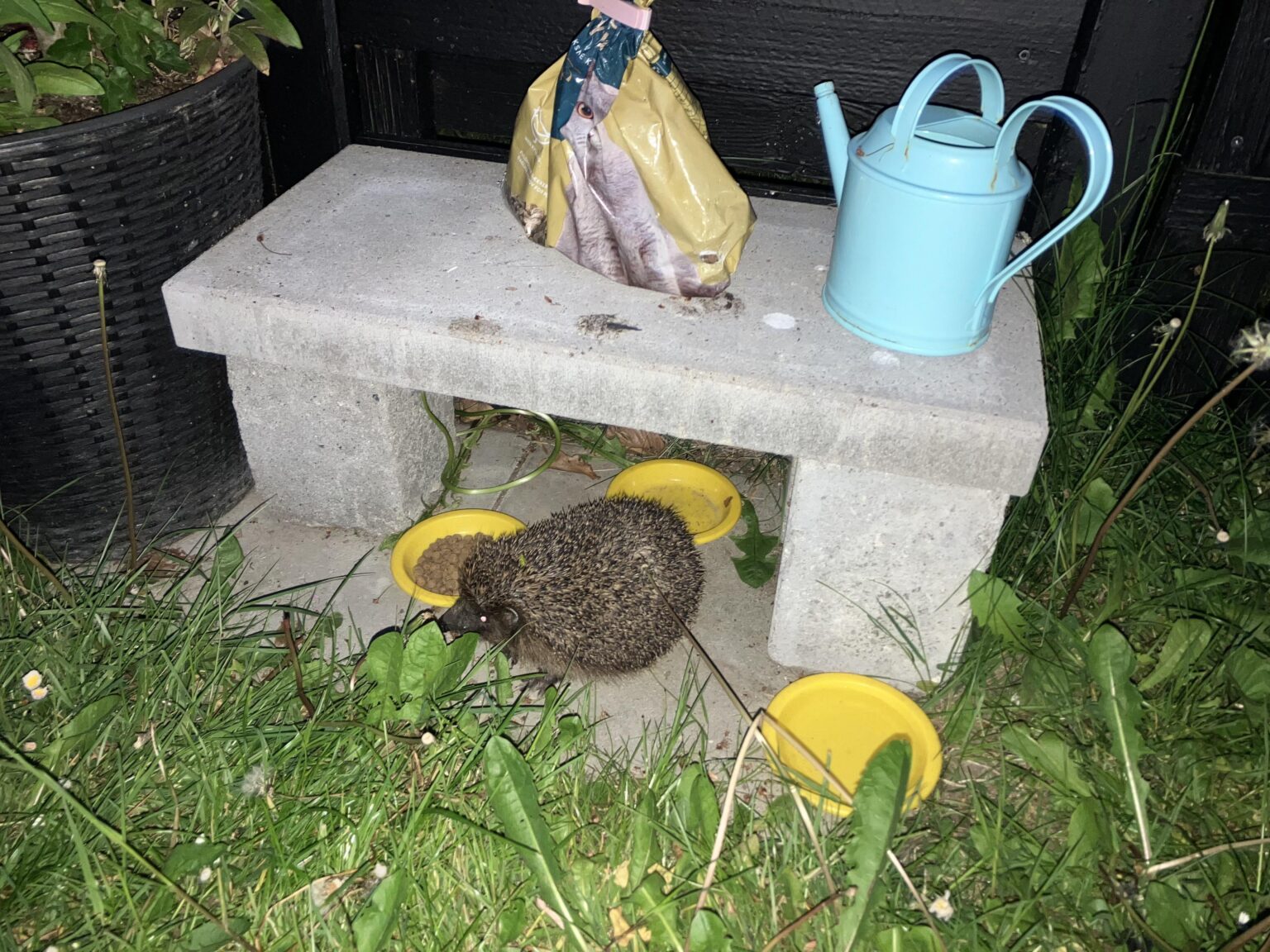 ハリネズミを助けることを忘れないでください。