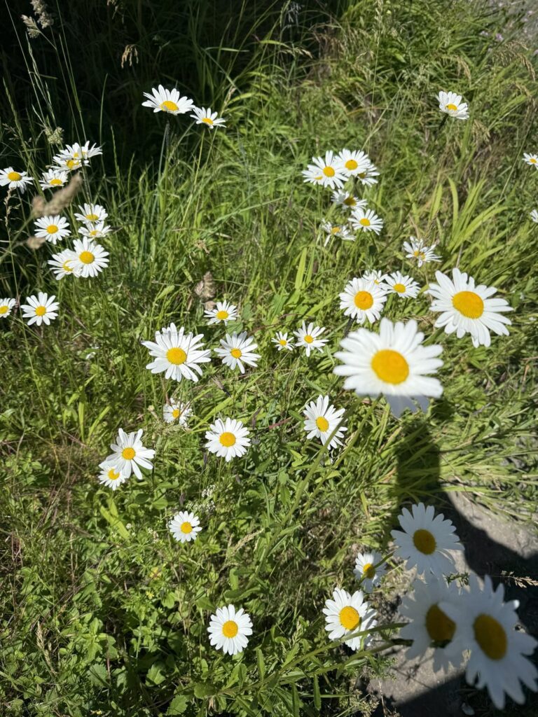 ビショフンガービレッジのトレッキングルートに沿った植物相。