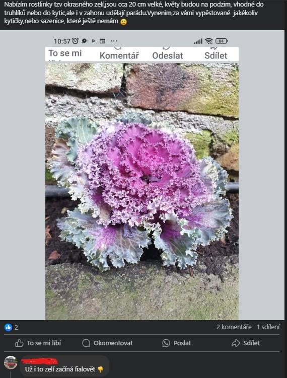 愛国者の最新の懸念は装飾的な花です。