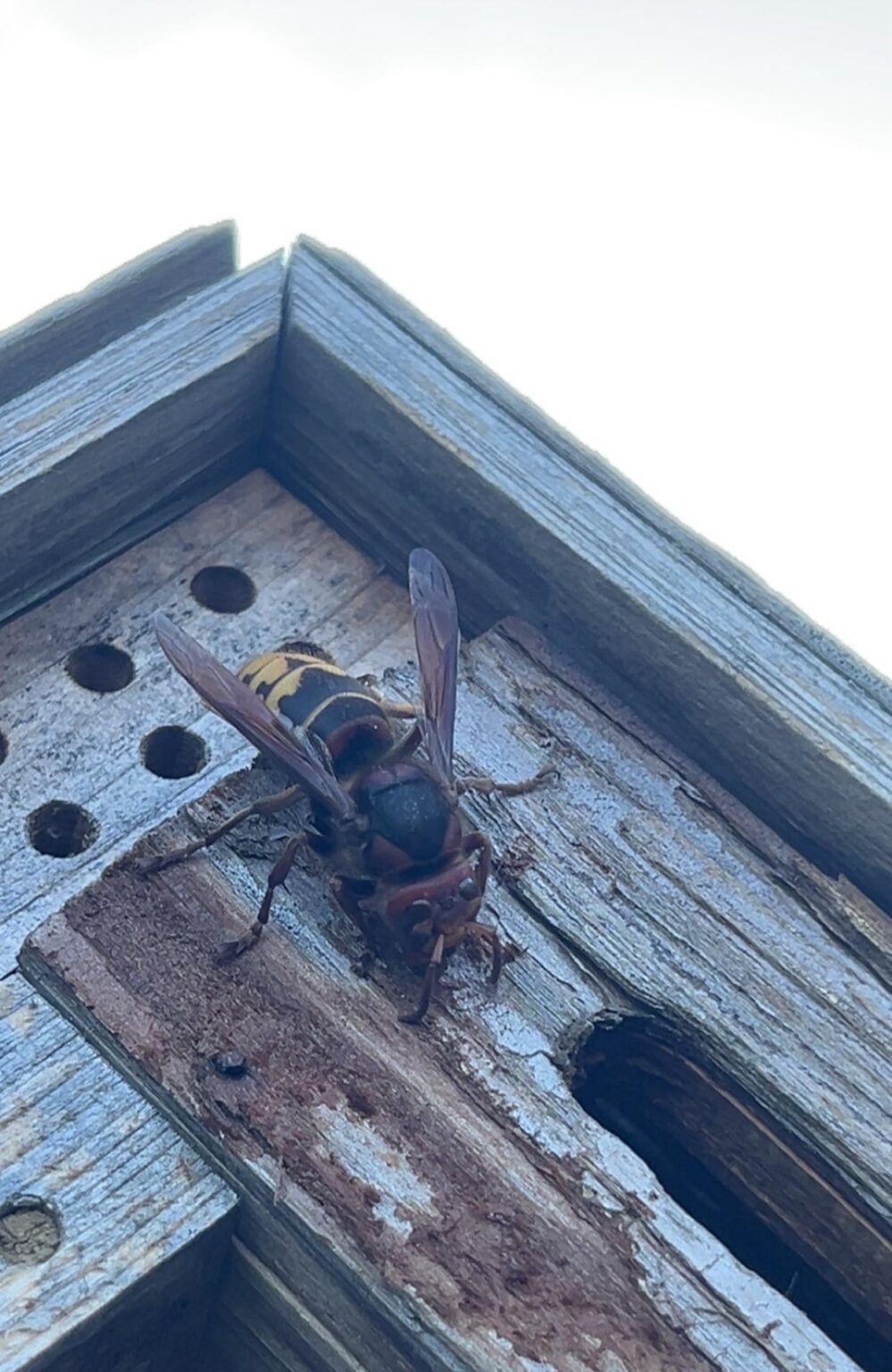 このスズメバチは何ですか？
