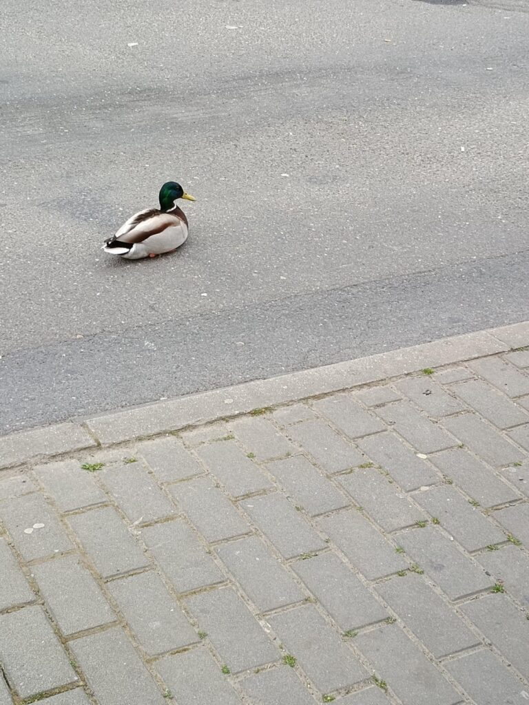 しかし、彼らは私にとって私の鳩です