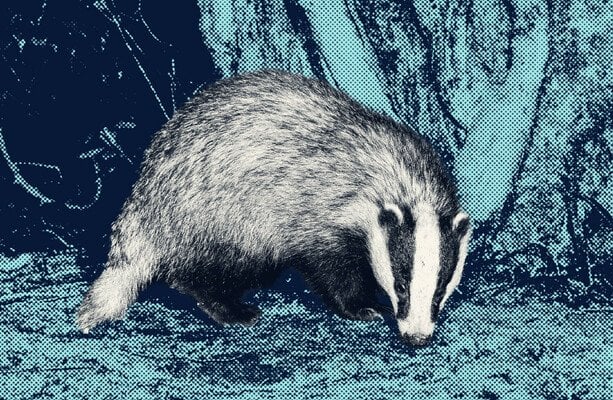 政府の結核プログラムでculされたアナグマの80％以上が病気から解放されていることが判明した