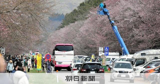 7キロ続く桜並木は町の誇り 北海道新ひだか町の二十間道路桜並木