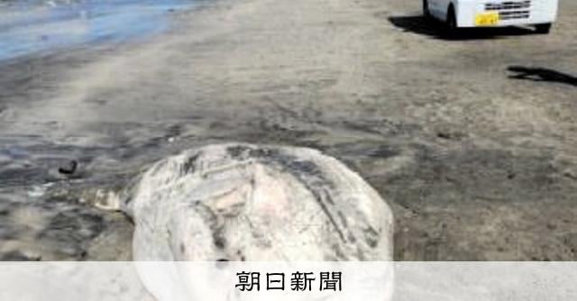 鎌倉の海岸に体長2m超のマンボウ漂着 潮の流れで打ち上げられたか