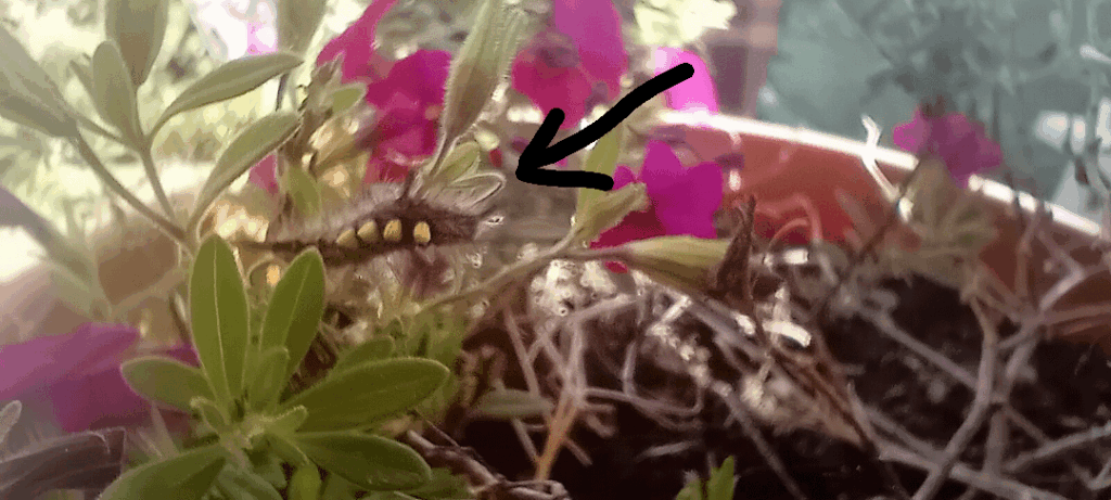 どの毛虫