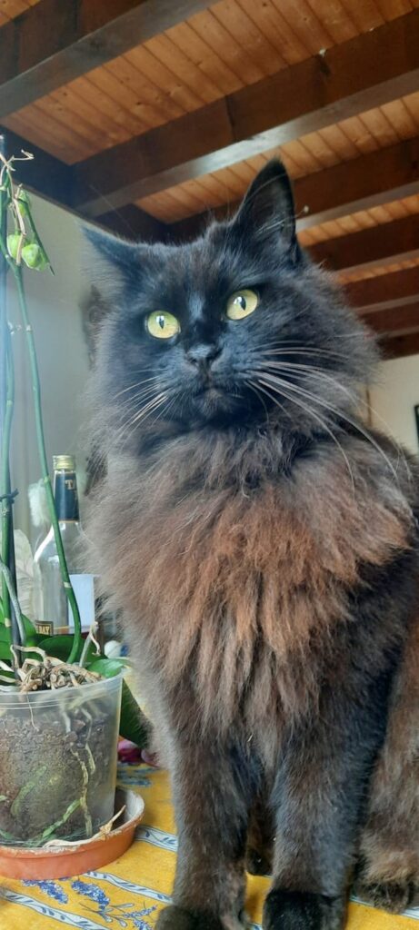 猫エッサルチンsur-rolleの欠落、ヴォー