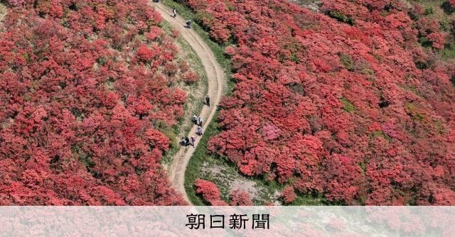 「一目百万本」 赤に染まる頂 奈良・大阪の葛城山でツツジが見頃