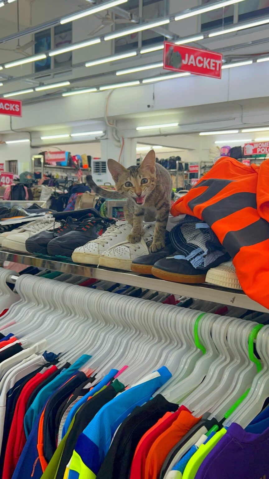 にゃーんちゃん