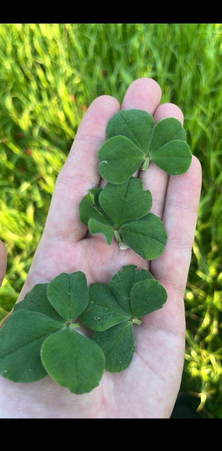 4つの葉のクローバー🍀