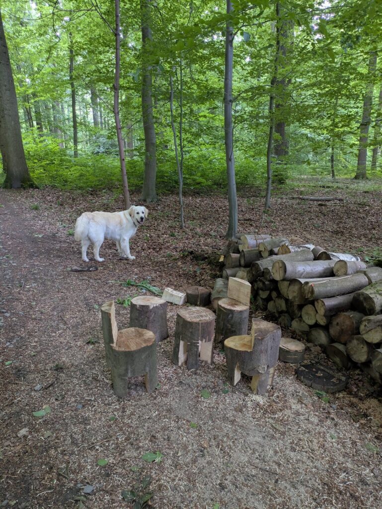ソニアンの森で犬を散歩しているときに見つけたこの小さな家具セット。