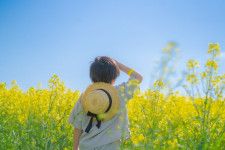 北海道滝川市に「幸せ色の黄色い絨毯」が出現 日本有数157ヘクタールの菜の花畑が見頃に