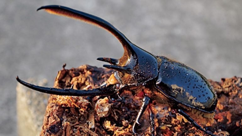 世界のゴミ問題を解消!?「廃棄物を食べるカブトムシ」は資源循環ビジネスの救世主となるか？