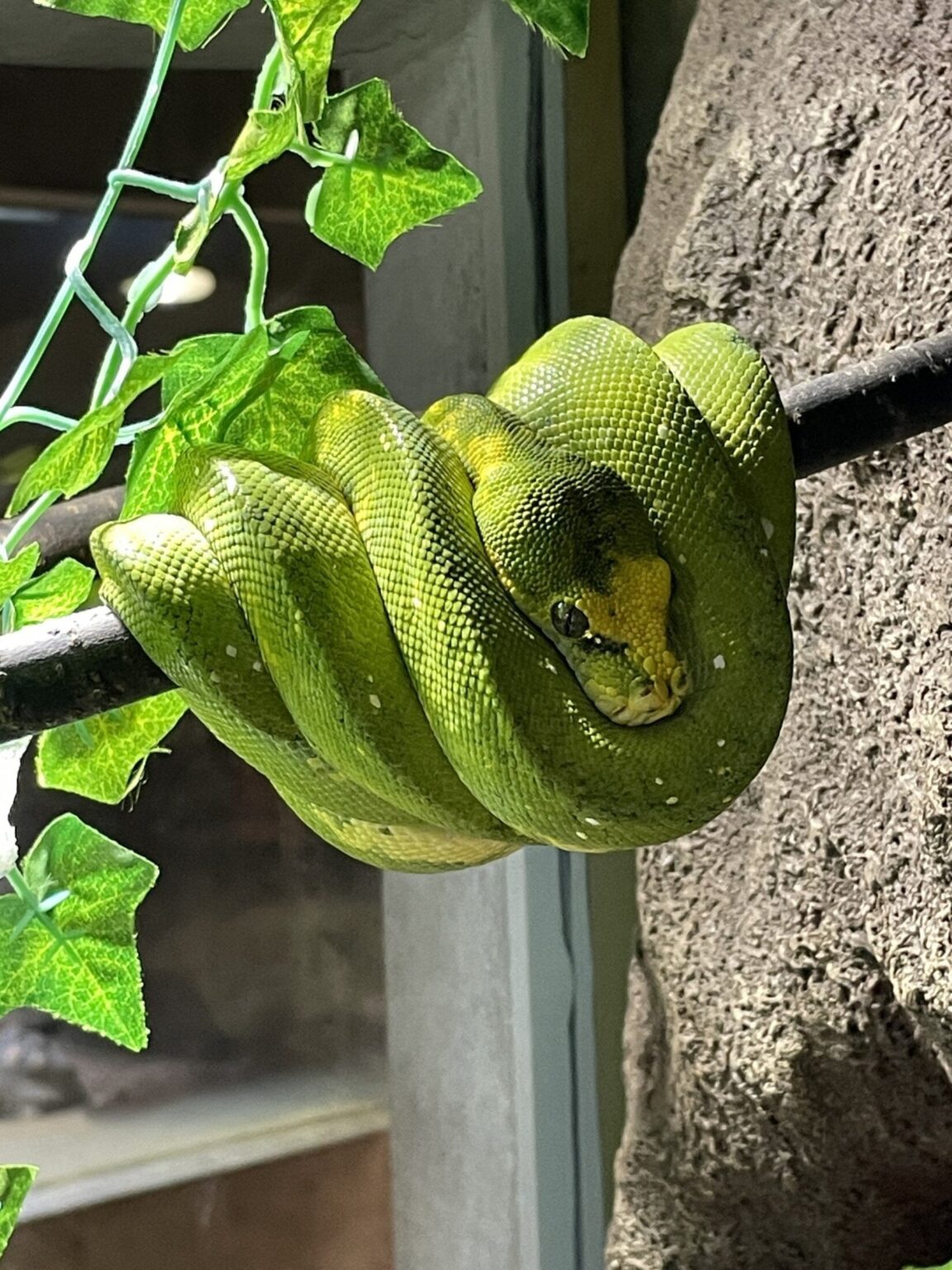 京都市動物園の10代目「アニマル園長」が就任直後に死ぬ ニシキヘビの「ポール（雄、意味深）」飼育員も落胆、なお代理の園長は「マ◯コ（雌、意味深）」