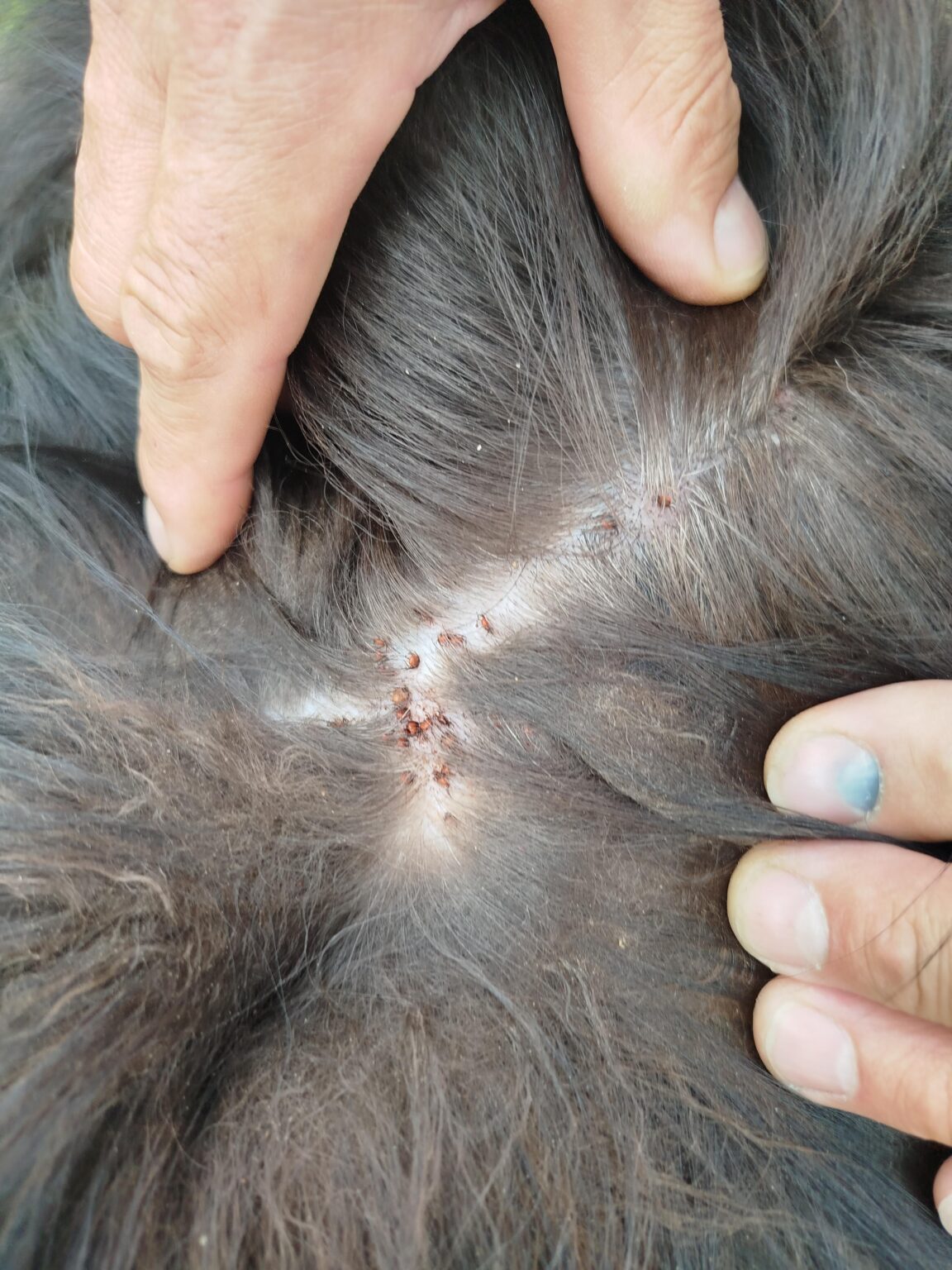 犬の背中にカチカチ音をかけます。