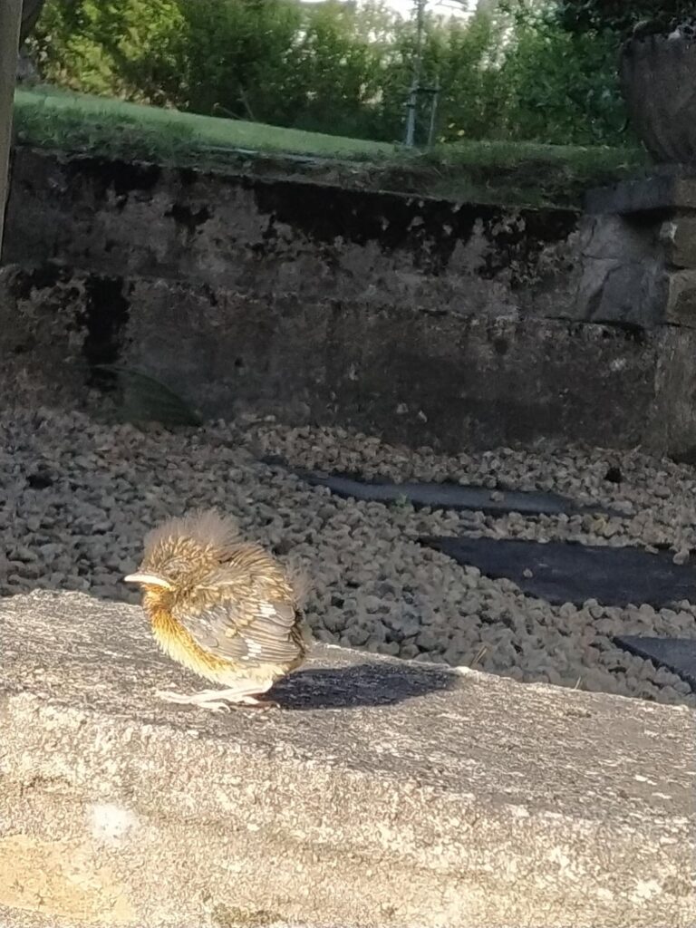 小さなレドヘイク訪問。