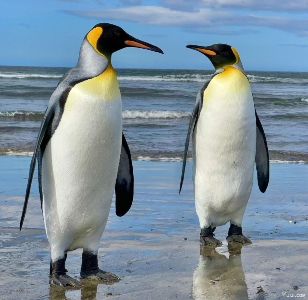 深く潜水後、上昇中に魚捕食 キングペンギン、成功率９割―装着カメラで撮影・東大など