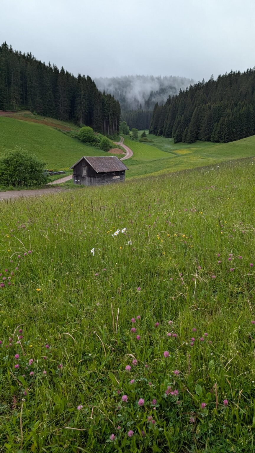 黒い森🏞️