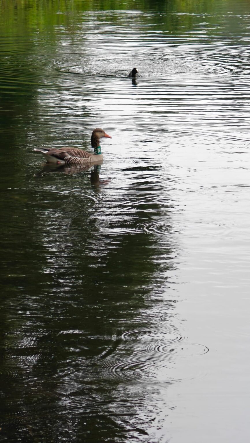 鳥の愛好家、なぜこのガチョウは首にリングを持っているのですか？