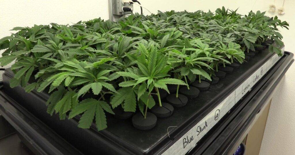 テキサスハウスは、THC大麻製品の販売と所持を禁止する法案を可決します
