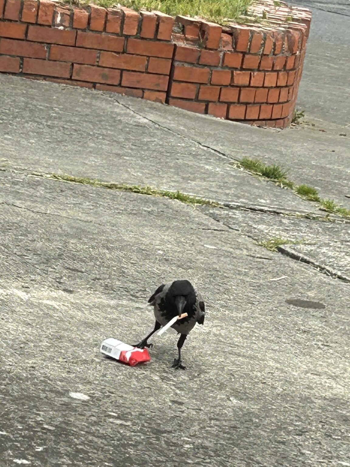 スモーキン・カラス