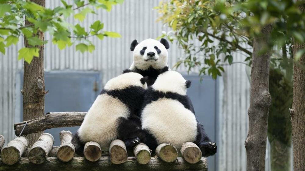 パンダ「珍珍」の授乳タイム 中国四川省
