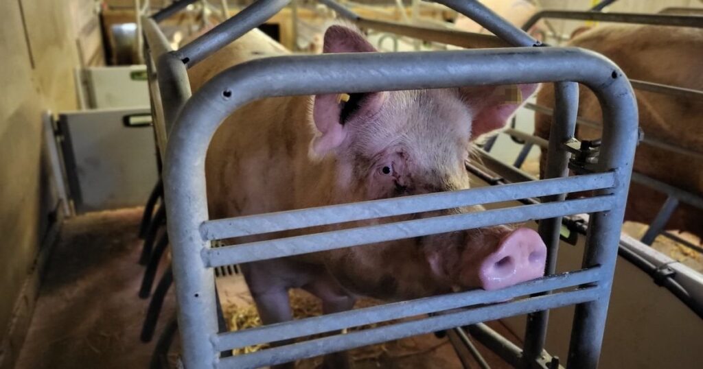 「この国で最も深刻な動物虐待の1つ」を終わらせるよう呼びかける