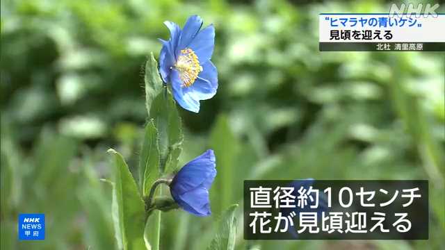 山梨 清里高原 “ヒマラヤの青いケシ” 見頃｜NHK 山梨県のニュース
