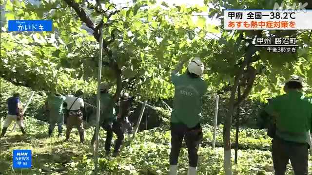 山梨 甲州 猛暑日 ぶどう畑では水分補給しながら作業進む|NHK 山梨県のニュース 山梨 甲州 猛暑日 ぶどう畑では水分補給しながら作業進む|NHK 山梨県のニュース