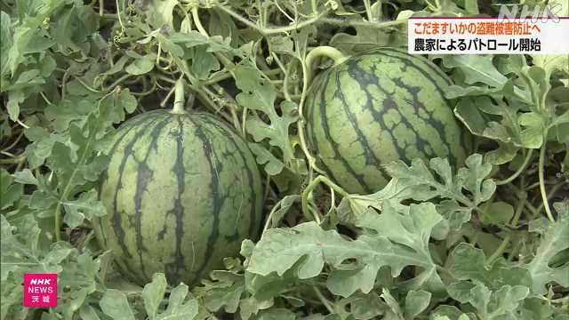 こだますいか 盗難被害防止へ 農家がパトロール 茨城 筑西｜NHK 茨城県のニュース