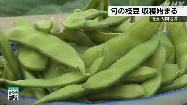 埼玉 入間地域 枝豆が旬むかえ 収穫始まる｜NHK 埼玉県のニュース