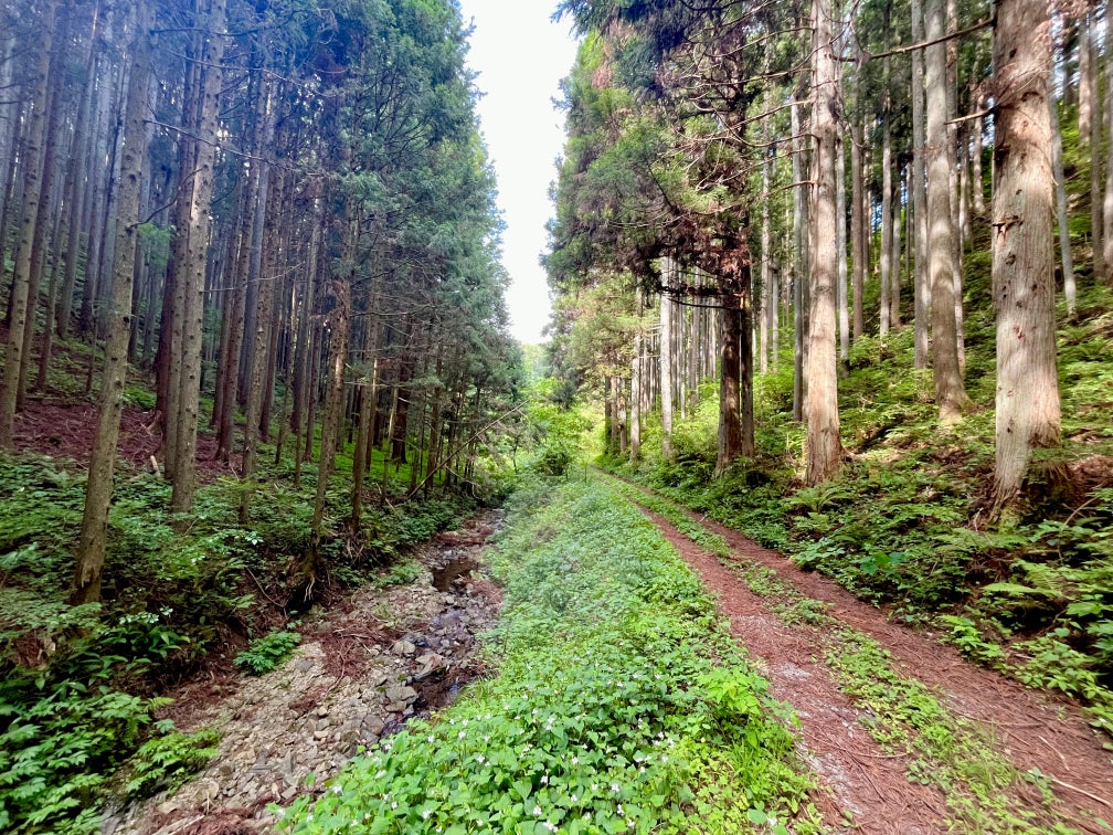 The Coca-Cola Foundation、南三陸町におけるWWFジャパンの放置林再生プロジェクトに45万ドルを助成 | 日本コカ・コーラ株式会社のプレスリリース