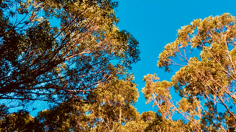 スクリーンショット 2025-06-06 9.01.41