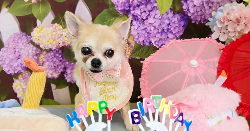 (( 2025.06.01 )).本日ご来店のモデルちゃん🐶🐾⁡⁡今月15歳のお誕生日だそうです！🎉🎂Happy Birthday 🎂?...（2025.06.01）