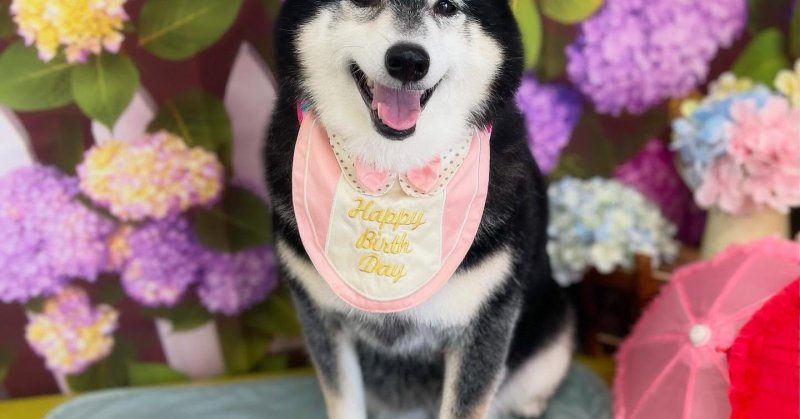 (( 2025.06.02 )).本日ご来店のモデルちゃん🐶🐾⁡今月8歳のお誕生日だそうです！-` ̗ *.𝕙𝕒𝕡𝕡𝕪 𝔹𝕚𝕣...（2025.06.02）