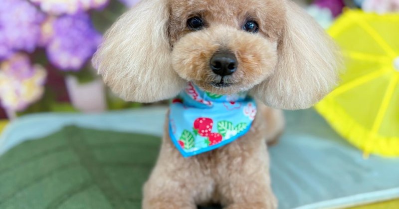 (( 2025.06.02 )).本日ご来店のモデルくん🐶🐾⁡Acocoシャプーセットを追加していつもよりふわふわもふもふに仕上がりました😄...（2025.06.02） | 福島市のトリミングサロン 犬の美容室Poo（プー）│トリミング・ペットホテル・南福島・ペット